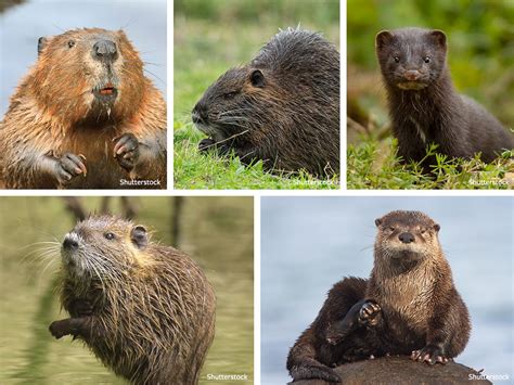 mink vs muskrat|beaver vs river otter.
